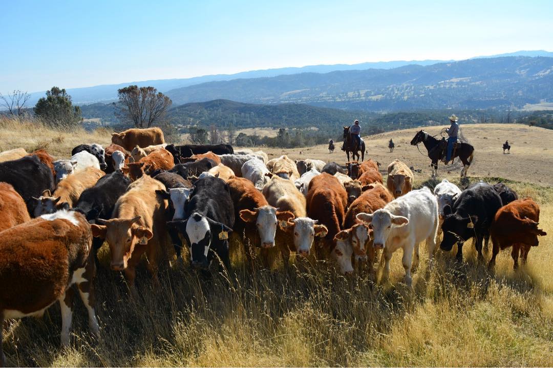 V6 California Dude Ranch